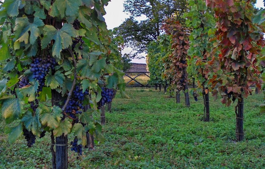 Cultural tour to the wine regions of Georgia