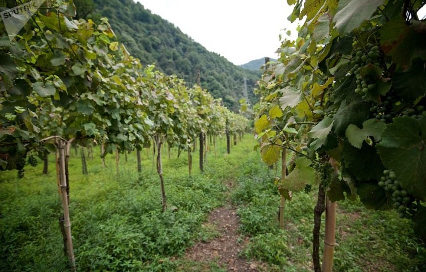 Wine Tasting in Kedi District of Adjara – a tour from Batumi